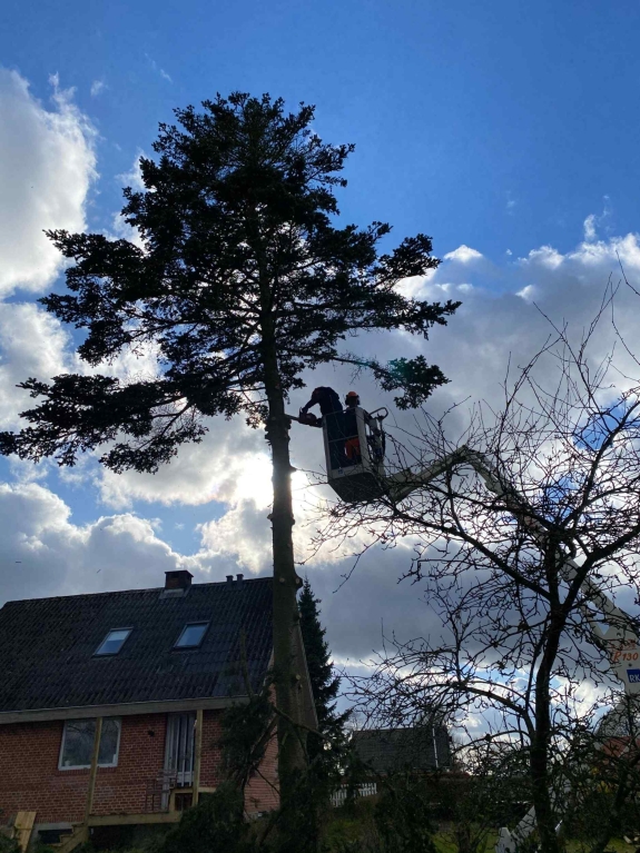 Effektiv stubfræsning med anlægsgartner i Viborg