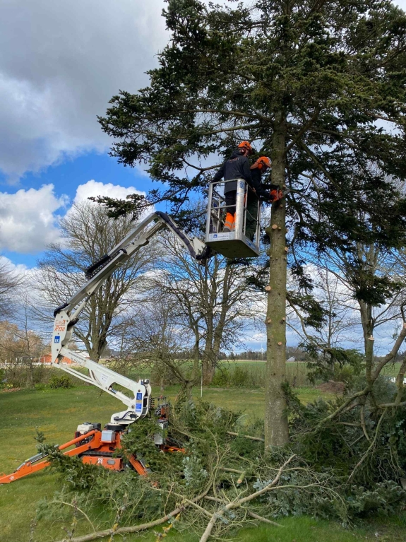 Skal du have fældet et træ? Som anlægsgartner i Viborg fælder vi træer hurtig og effektiv